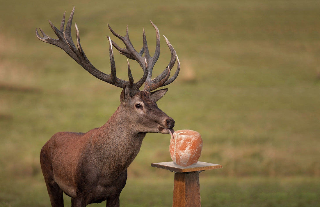 Why Himalayan salt lick for deer and horses is best?