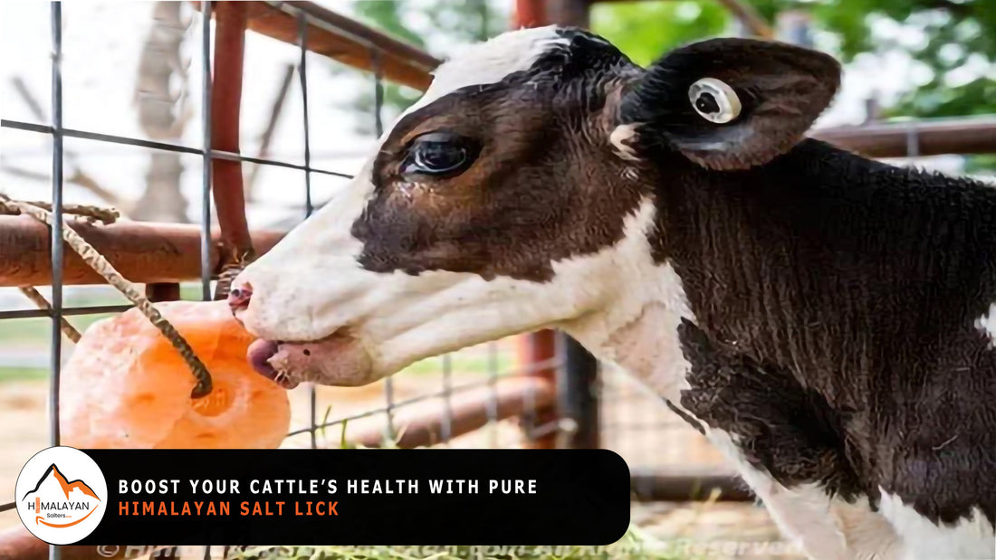 Boost Your Cattle’s Health with Pure Himalayan Salt Lick
