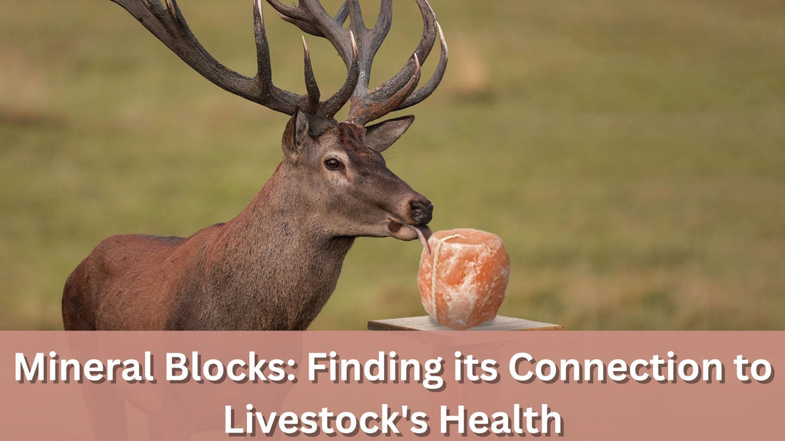 Mineral Block Finding its Connection to Livestock's Health