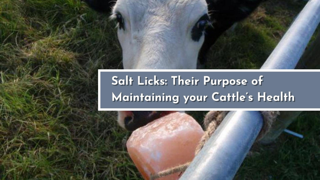 Salt Lick: Their Purpose of Maintaining your Cattle’s Health
